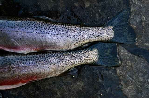 Freshly-caught-trout