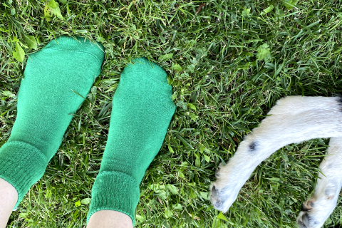 Feet wearing green socks beside a dog's paw, all against a lush grass background.