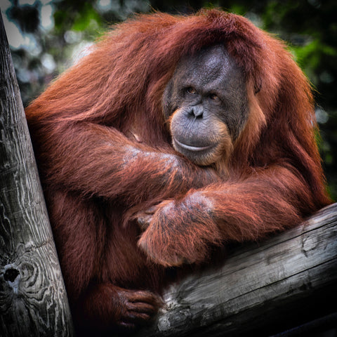 Wabi-Sabi Botanicals Palm Oil Reasons To Avoid Orangutan Extinction