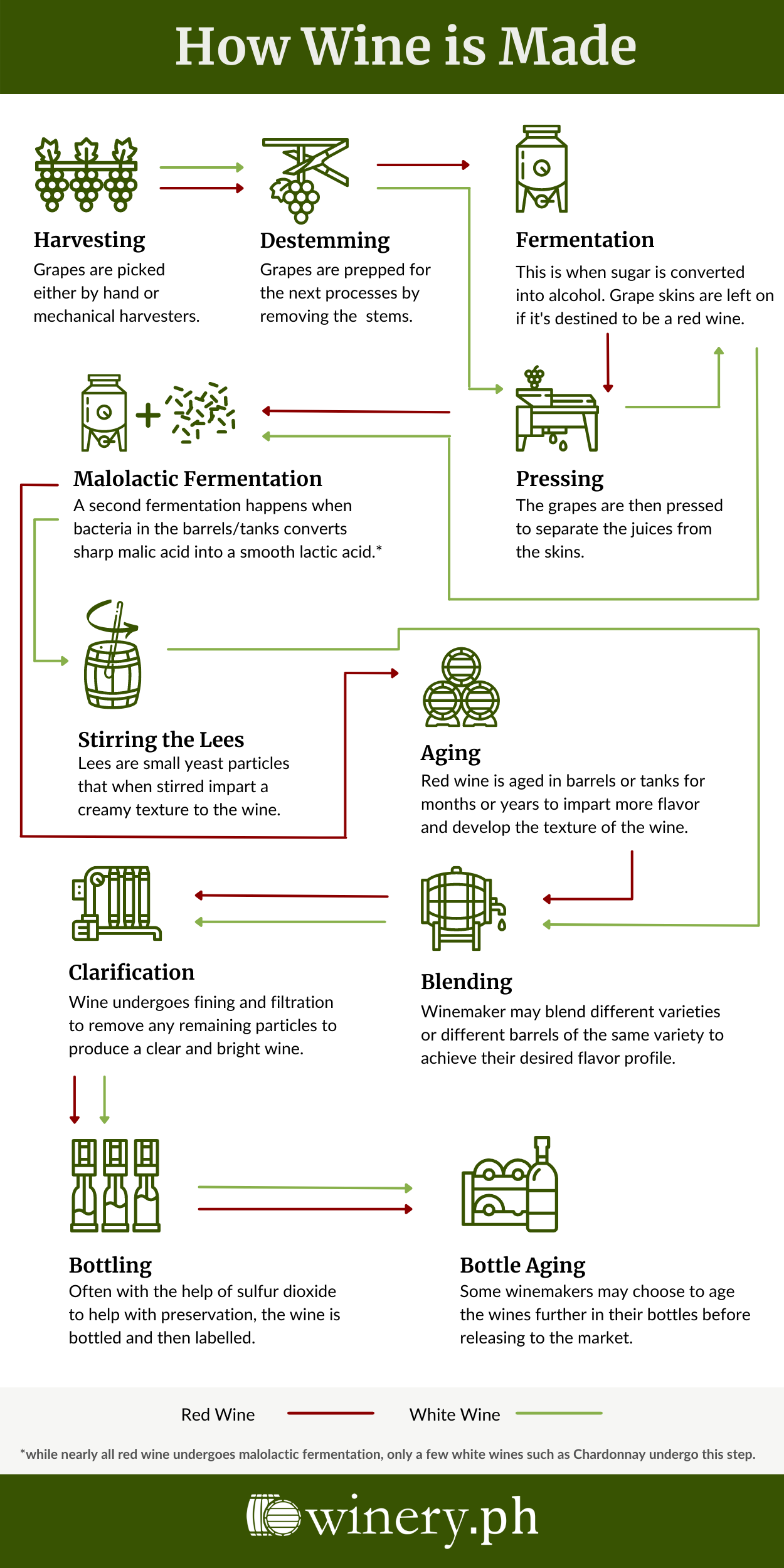 how red wine and white wine is made infographic