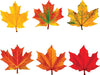 Maple Leaves