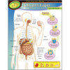 The Human Body–Digestive System