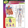 Το ανθρώπινο σώμα-καρδιαγγειακό σύστημα