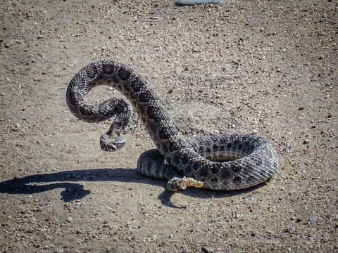 Rattlesnake in Easterin Colorado
