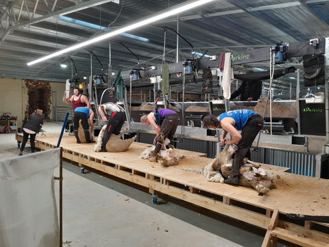 Five stand ShearMaster shearing system in action in Tasmania