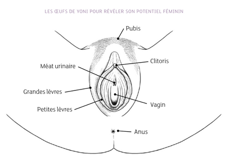 vue d'ensemble de l'anatomie intime de la femme