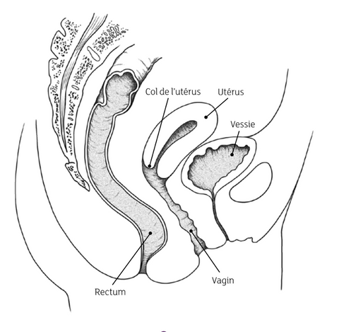 Vue en coupe de l'anatomie d'une femme