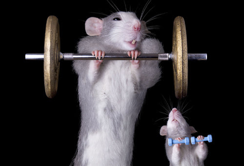 Gym rats have a bizarre new way to get more buff