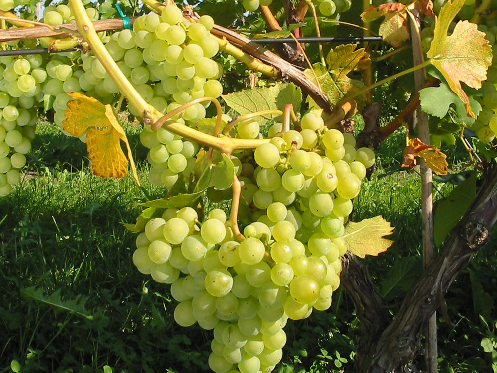 Reben Im Hausgarten Und Auf Der Terrasse Anbauen Pflanzenspezl