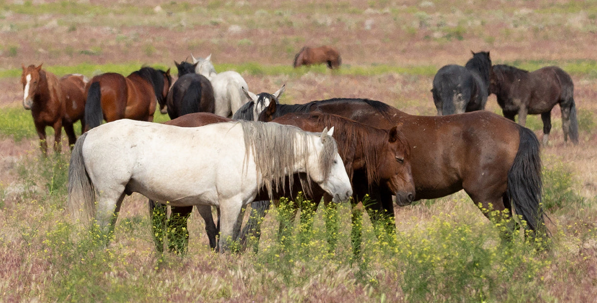 Wild Horse`s Valley © – Freedom for horses