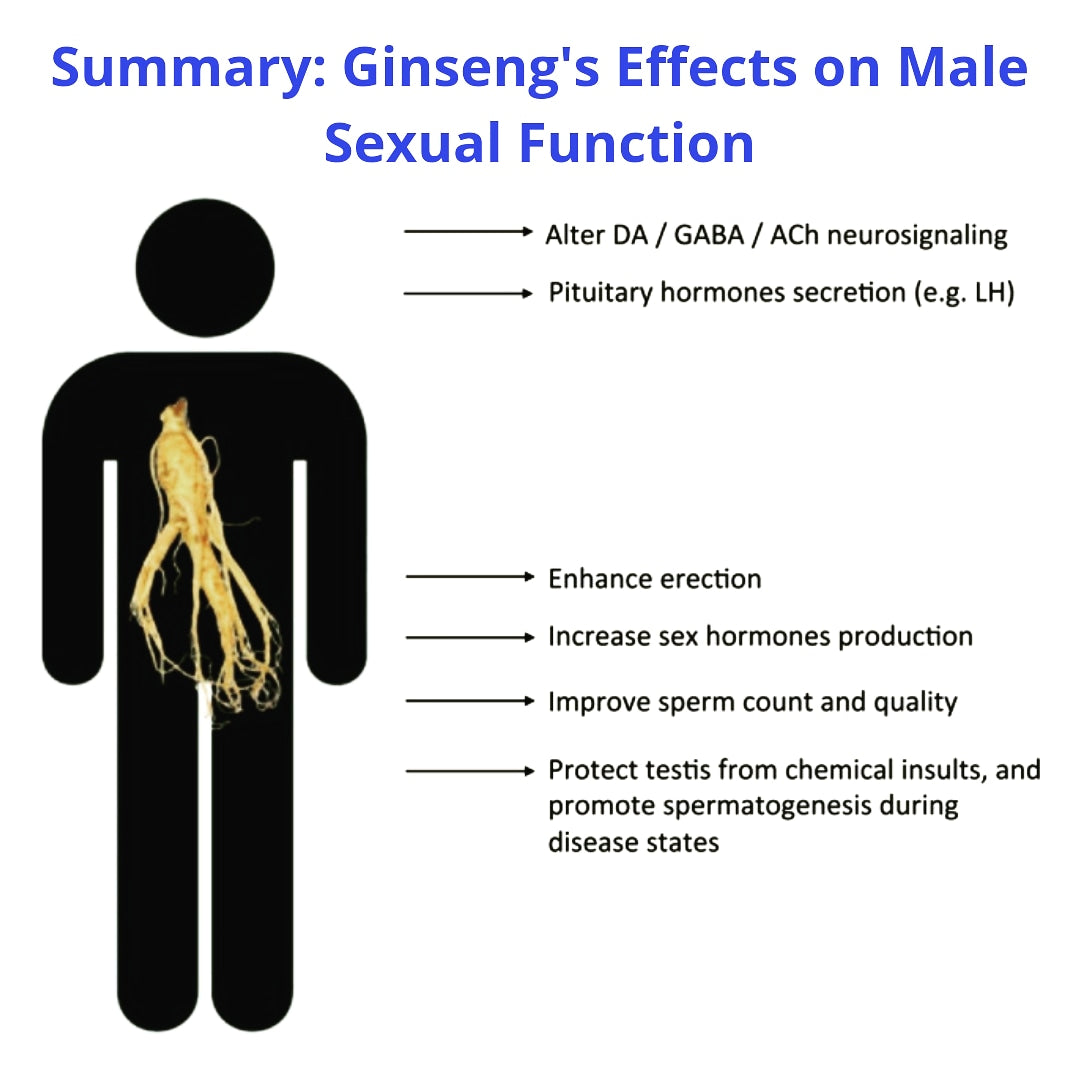 Summary Of Ginsengs Effects On Male Sexual Function Master The Body 6978