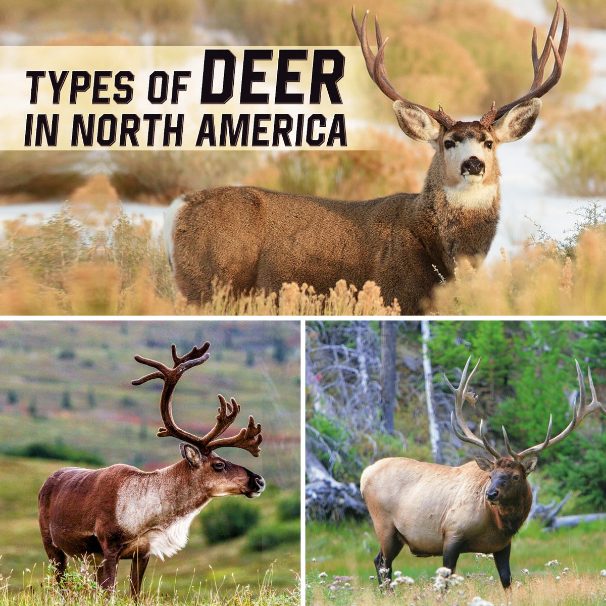 types-of-deer-in-north-america-lelex-shop