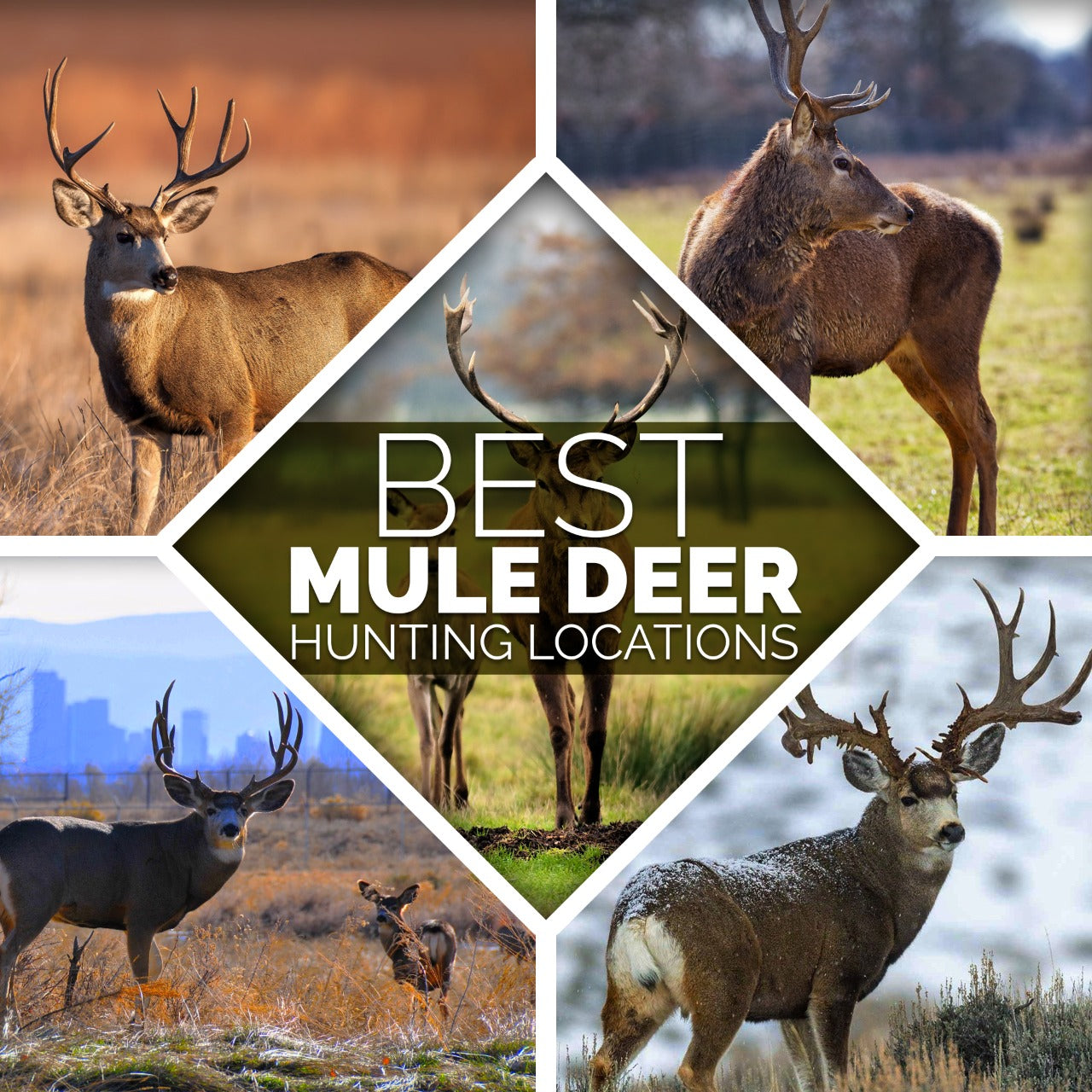 Best Mule Deer Hunting Locations - Lelex Shop