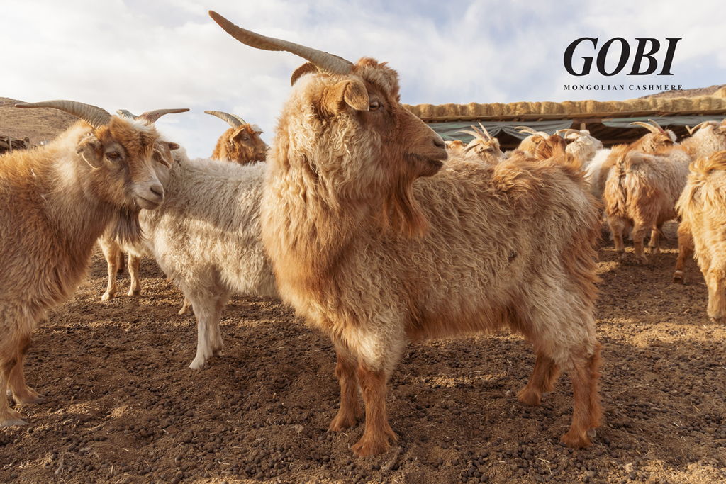 gobi cashmere