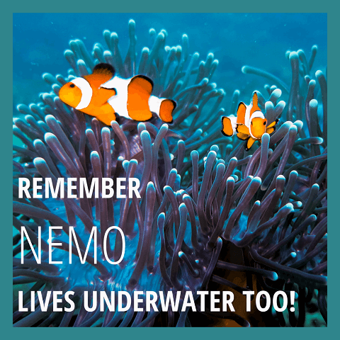 Remember Nemo lives underwater too blog on ocean conservation pollution save environment orange fishes in sea