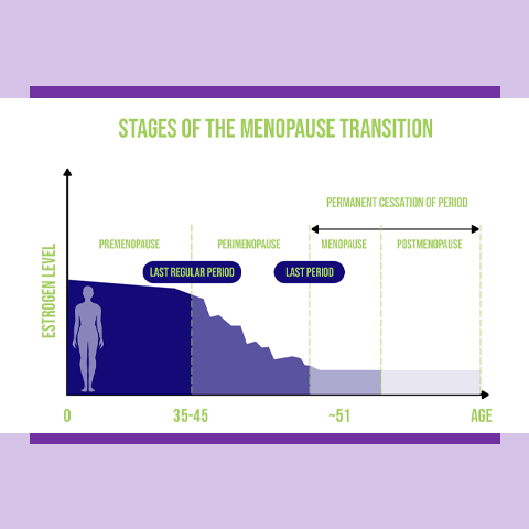 Stages of the menopause transition