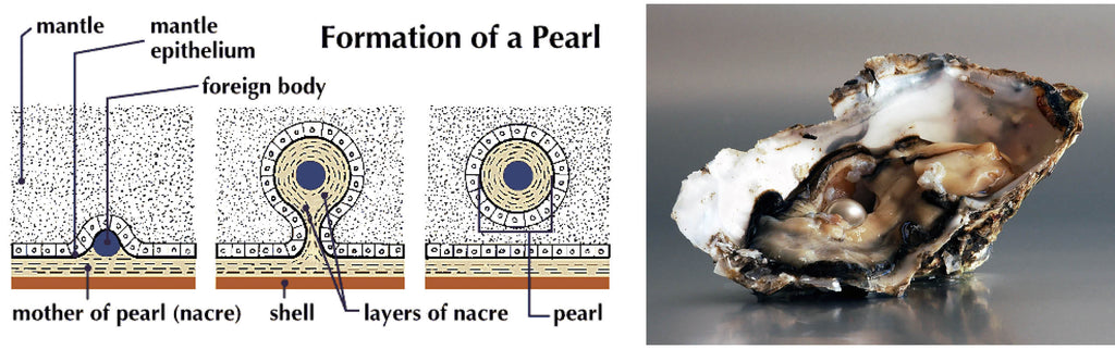 How a pearl is formed