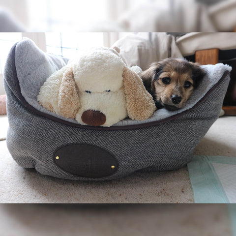 The latest addition to The Knitter's Yarn - Puddle the long-haired, shaded cream miniature dachshund