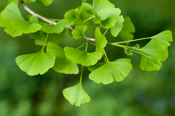 ginko leaf herb