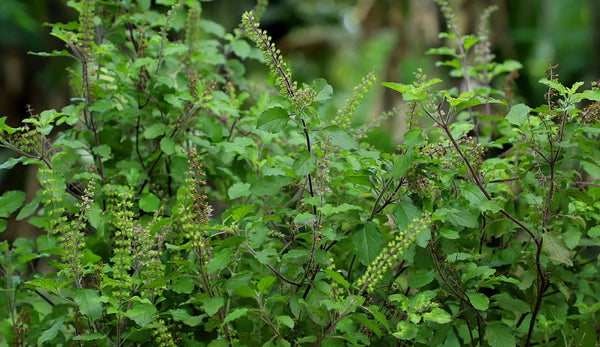 holy basil herb