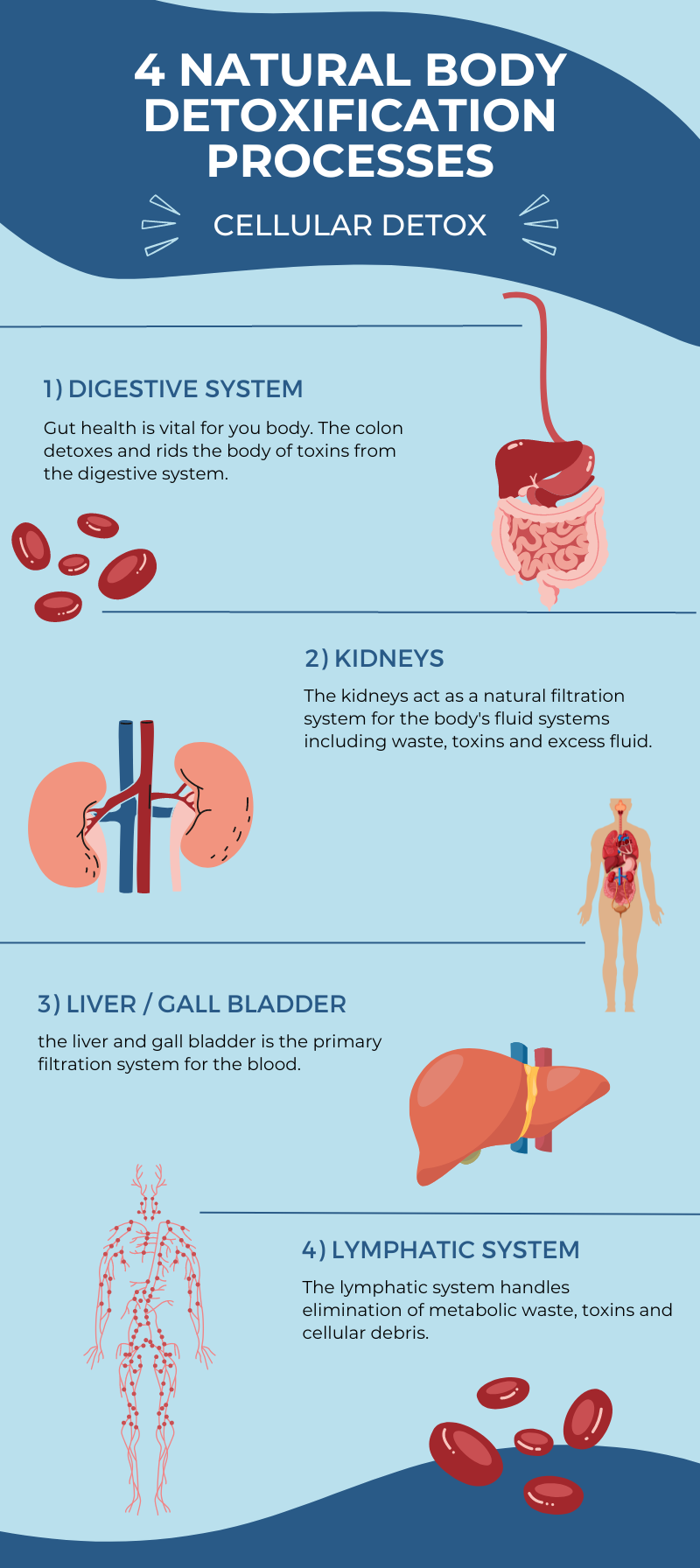 infographic about the body's natural detox processes including kidneys, gall bladder, liver, lymphatic system and digestive system