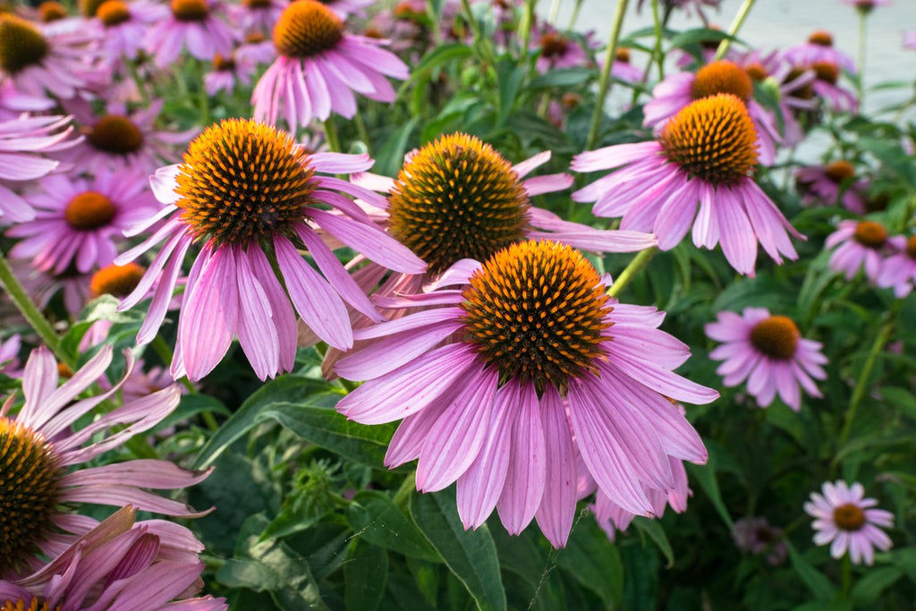 echinacea-flowers-in-a-garden