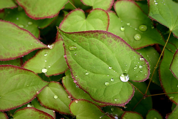 epimedium-leaf