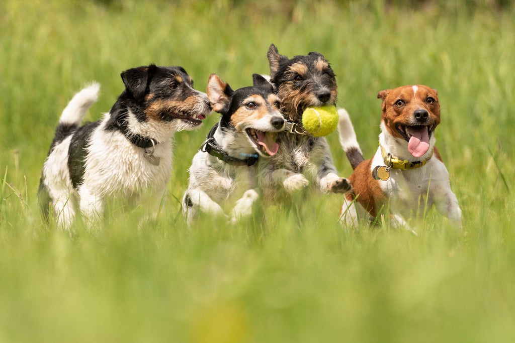 happy-dogs-running-with-ball