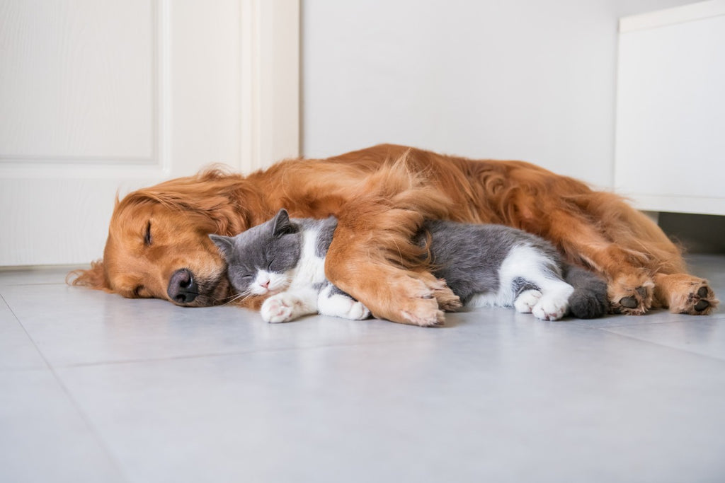sleeping-dog-and-cat
