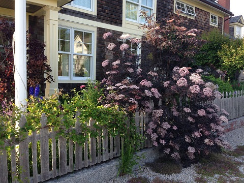 Black Lace Elderberry