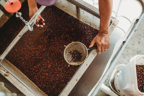 Processing Elderberries