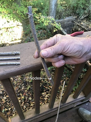 Elderberry Woody Cutting with Two Leaf Node Pairs