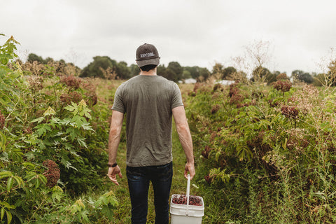 Harvesting Elderberries 