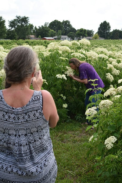 Elderberry, Andrew and His Bees