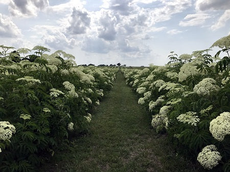 View looking between rows of elderflowers