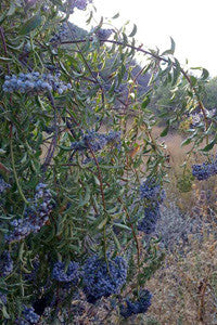 Toxicity of elderberry plants