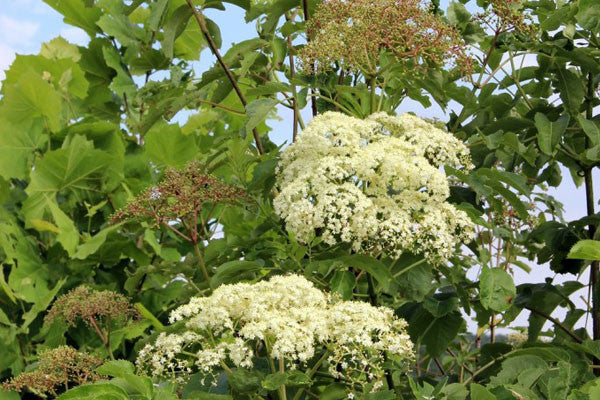 When Are Elderberries Ripe Norm S Farms