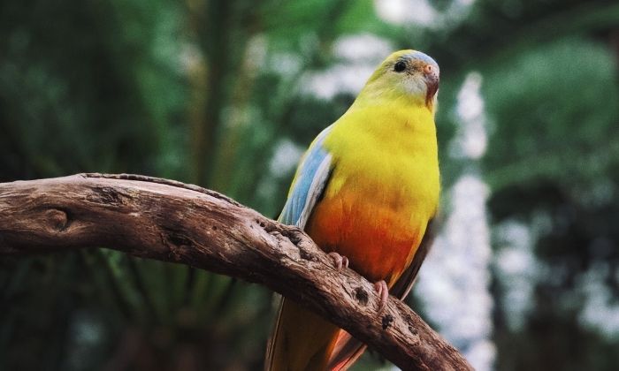 Bloedel Conservatory Vancouver Bird on branch