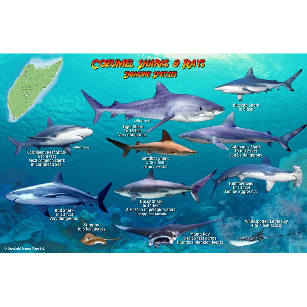 Franko Maps Cozumel Sharks Rays Creature Guide  X  Inch – 
