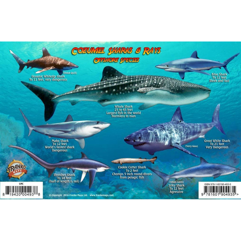 Franko Maps Cozumel Sharks Rays Creature Guide  X  Inch – 