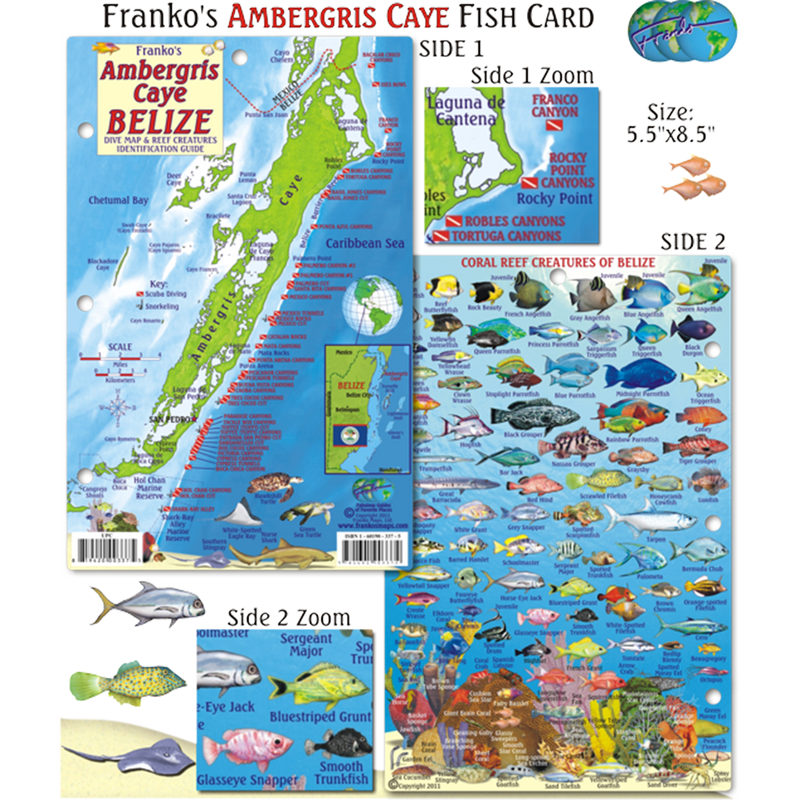 Franko Maps Belize Ambergris Caye Dive Creature Guide 5.5 X 8.5 Inch ...