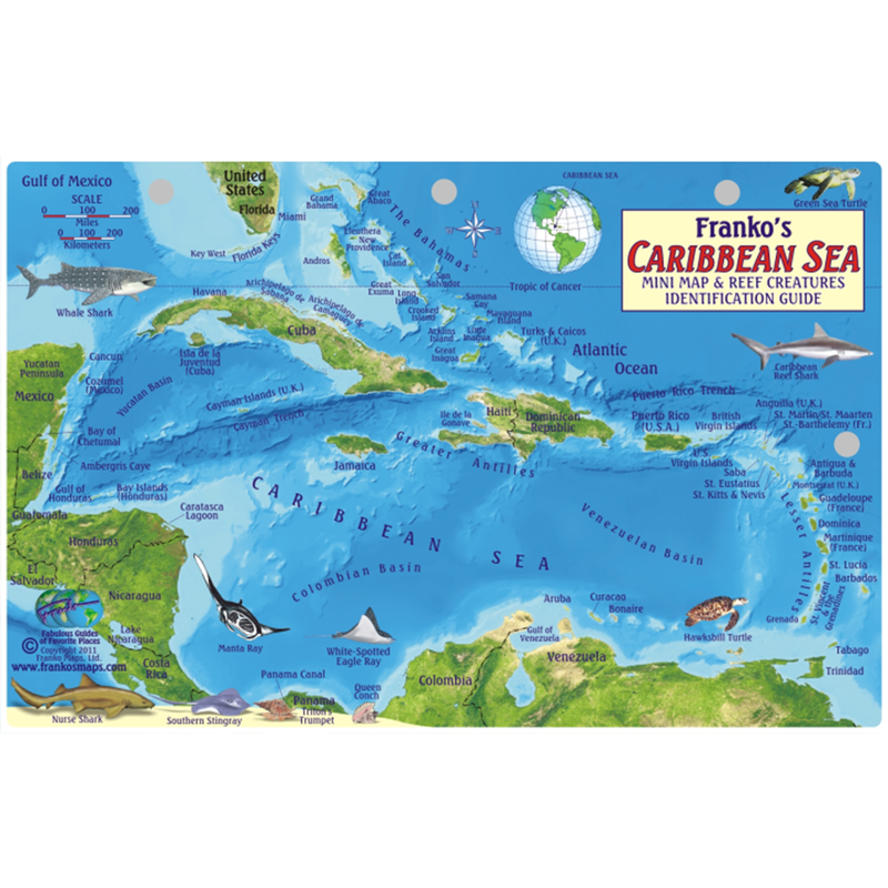 Franko Maps Caribbean Sea Coral Reef Creature Guide 5.5 X 8.5 Inch ...