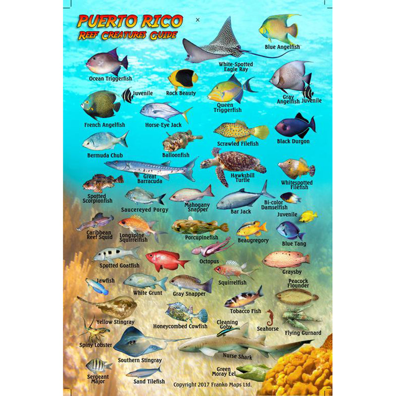 Franko Maps Puerto Rico Reef Creature Guide 4 X 6 Inch – Shop709.com