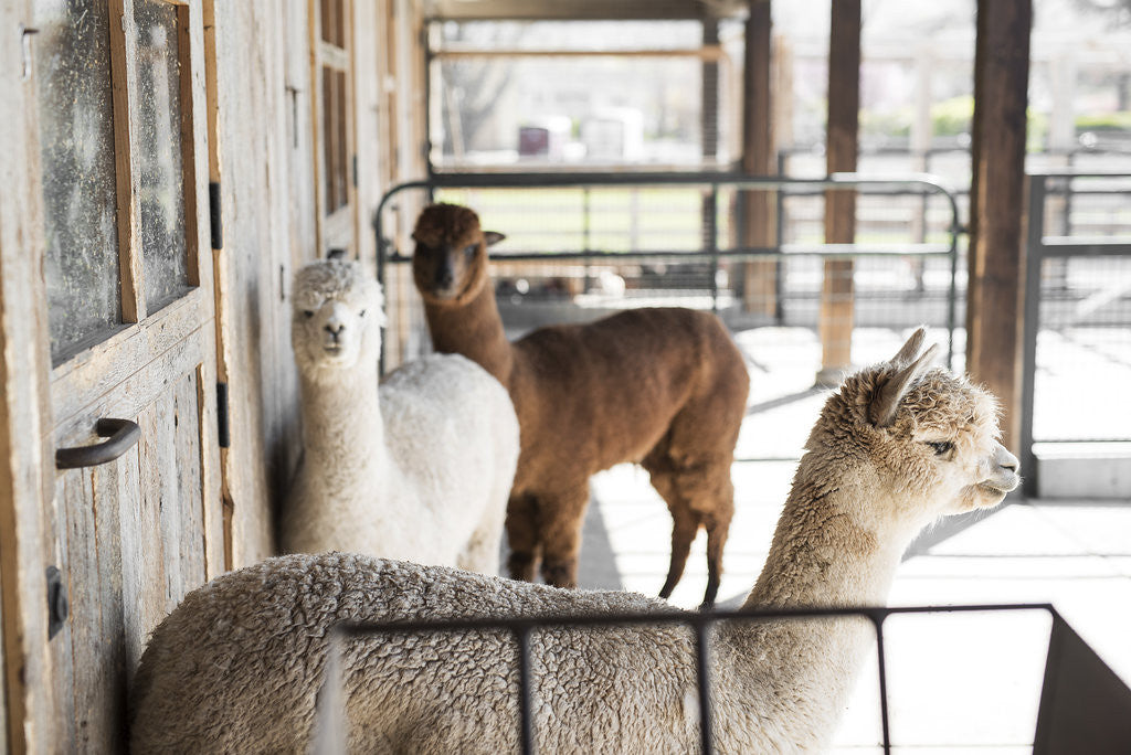 alpacas in stalls at farm
