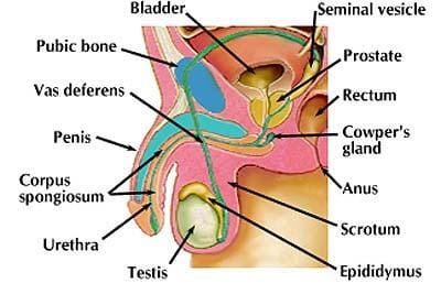 The Male Reproductive System