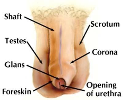 The Male Reproductive System