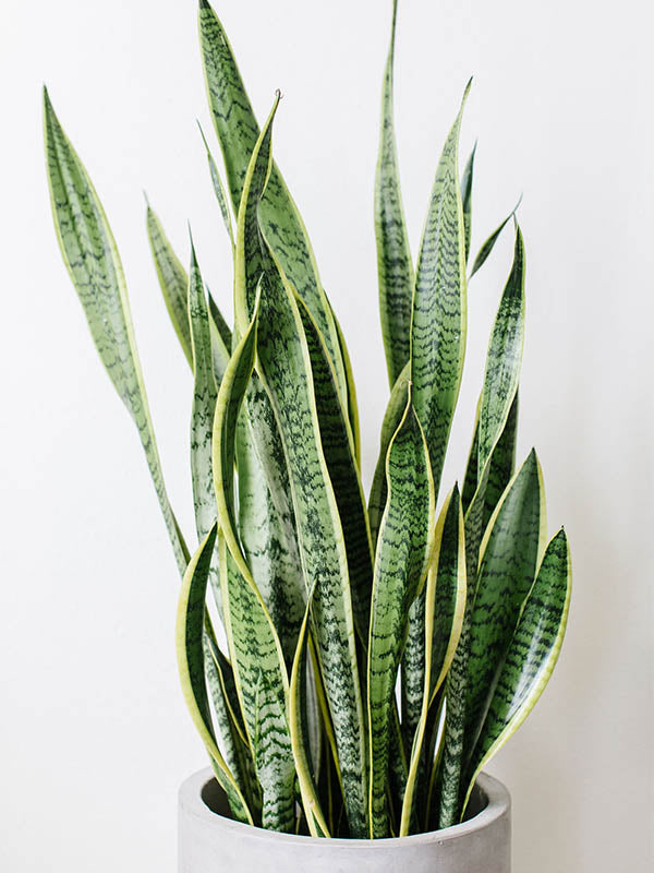 Sansevieria laurentii snake plant information