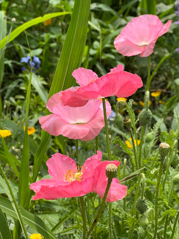 Poppies 