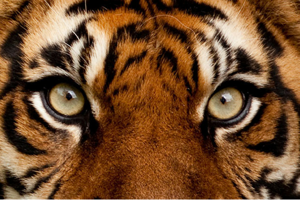 Tiger Eye Beads Bracelet - Tiger's Eye 