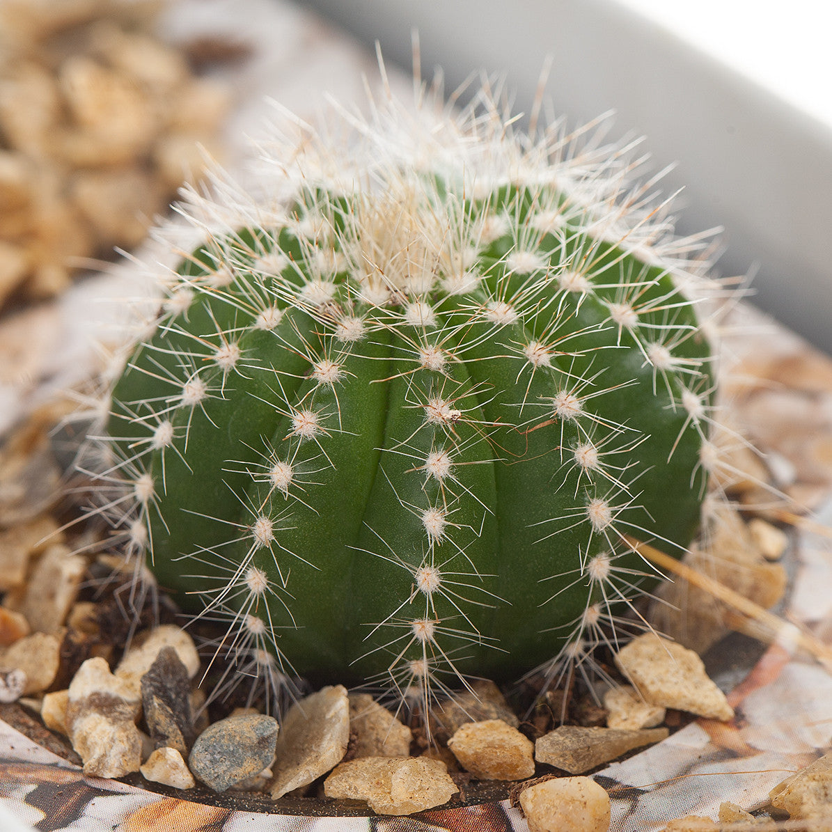 images-of-cacti-japaneseclass-jp